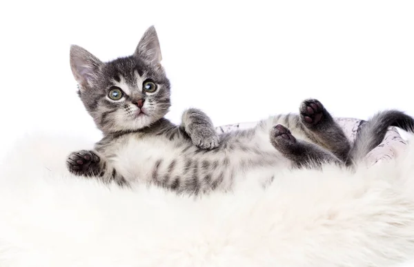 条纹小猫在蓬松的毯子 — 图库照片