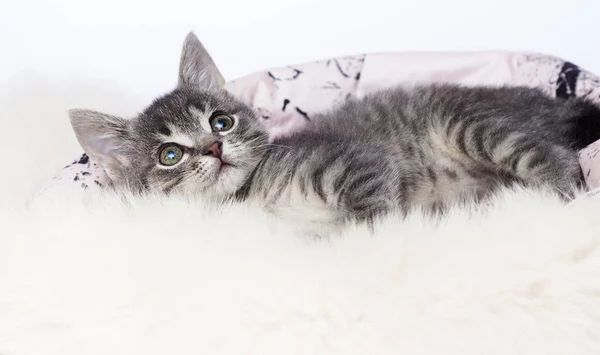 条纹小猫在蓬松的毯子 — 图库照片