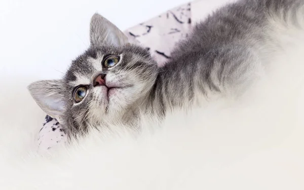 Kabarık bir battaniye çizgili kedi yavrusu — Stok fotoğraf