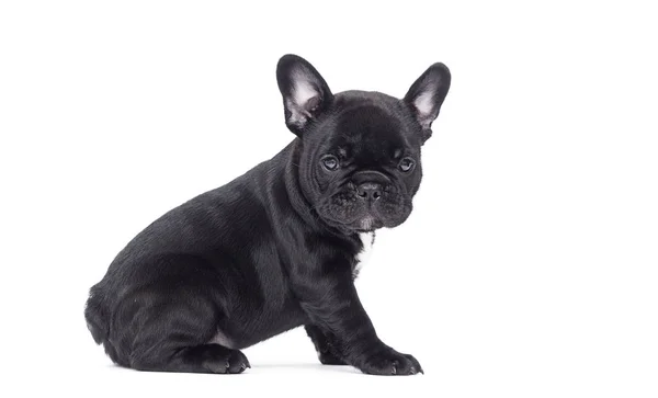 Little black puppy breed French bulldog looks up on a white back — Stock Photo, Image