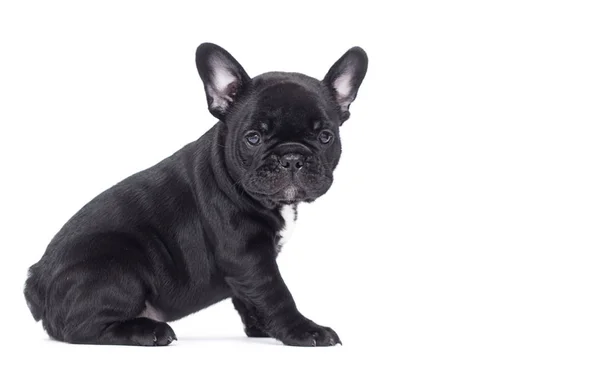 Little black puppy breed French bulldog looks up on a white back — Stock Photo, Image