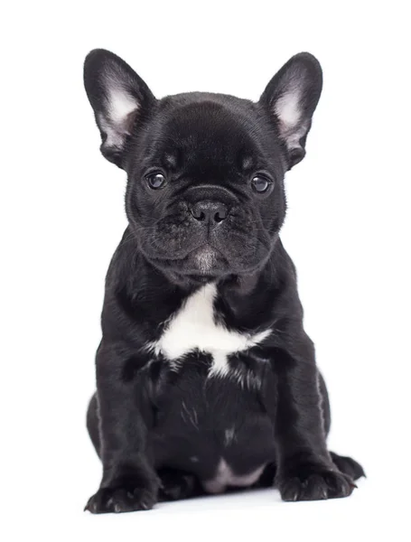 Pequeno cachorro preto raça bulldog francês olha para cima em uma parte traseira branca — Fotografia de Stock