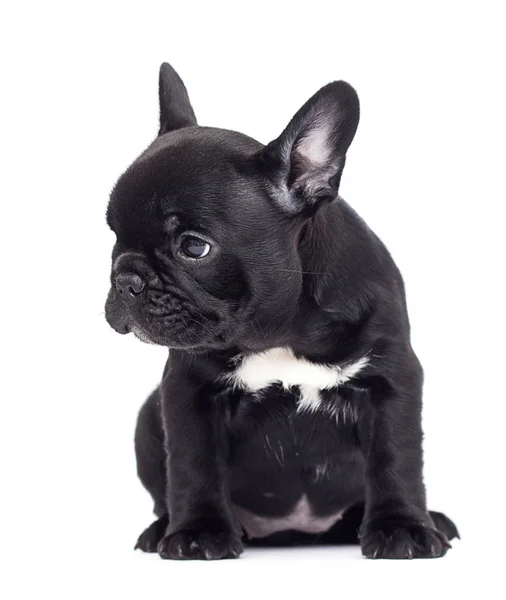 Pequeno cachorro preto raça bulldog francês olha para cima em uma parte traseira branca — Fotografia de Stock