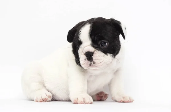 Pequeno filhote de cachorro raça francês bulldog olha para cima em um fundo branco — Fotografia de Stock