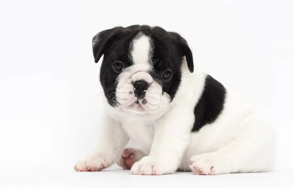 Kleine Welpenrasse Französische Bulldogge schaut auf weißem Hintergrund auf — Stockfoto