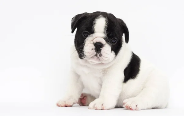 Pequeno filhote de cachorro raça francês bulldog olha para cima em um fundo branco — Fotografia de Stock