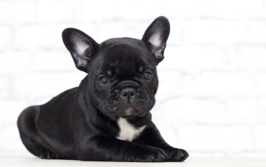 fransız bulldog köpek yavrusu arıyor