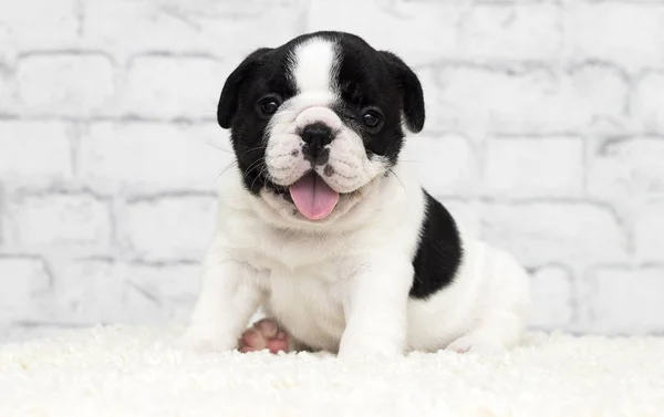 Französische Bulldogge Welpe auf Backsteinmauer Hintergrund — Stockfoto