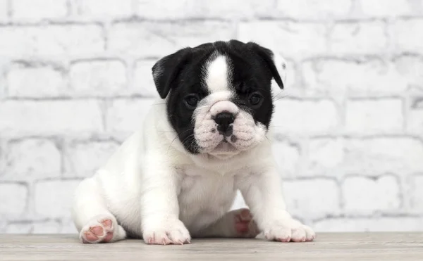 Francês bulldog filhote de cachorro no tijolo parede fundo — Fotografia de Stock