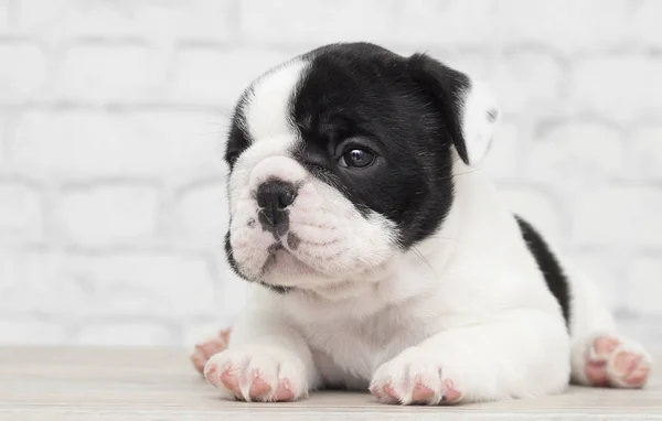 Bouledogue français chiot sur fond de mur de briques — Photo