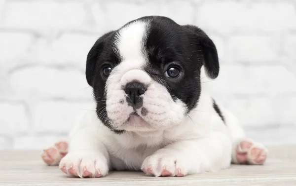 Francês bulldog filhote de cachorro no tijolo parede fundo — Fotografia de Stock