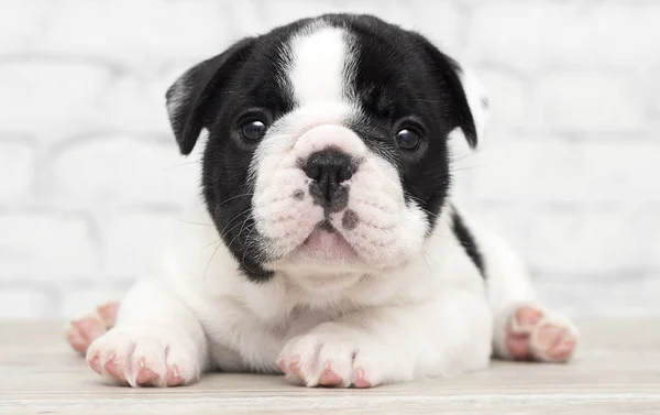 Francês bulldog filhote de cachorro no tijolo parede fundo — Fotografia de Stock