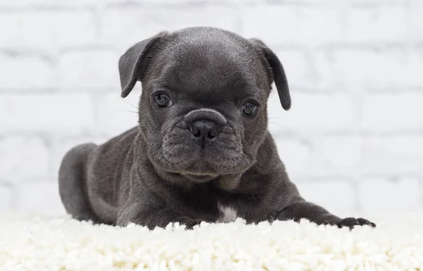 Francês bulldog filhote de cachorro no tijolo parede fundo — Fotografia de Stock