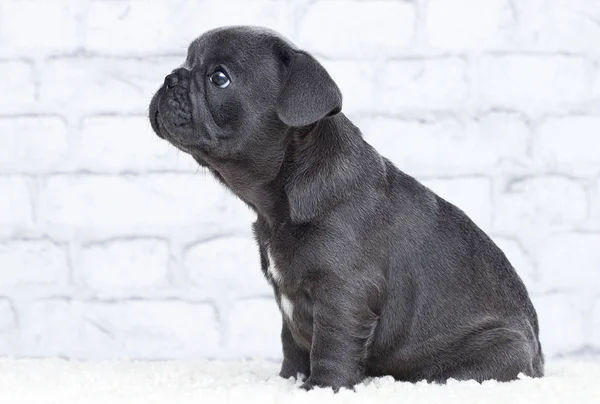 レンガの壁の背景にフランスのブルドッグの子犬 — ストック写真