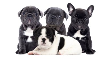 bulldog köpek yavrusu grubu beyaz bir arka plan üzerinde arıyor
