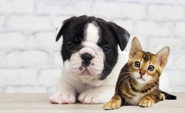 kedi ve köpek yavrusu birlikte yalan