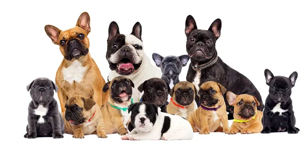 グループ犬の品種フレンチブルドッグ — ストック写真