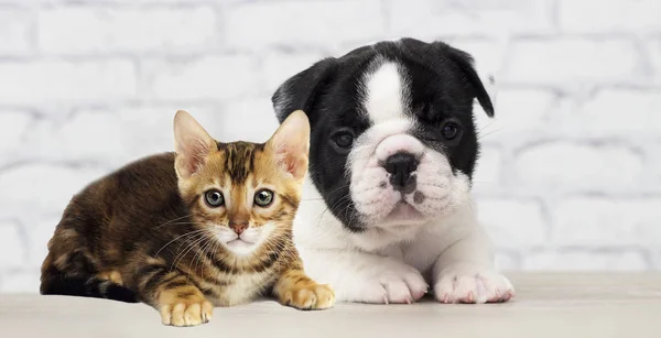 子猫と子犬は一緒に横たわっている — ストック写真