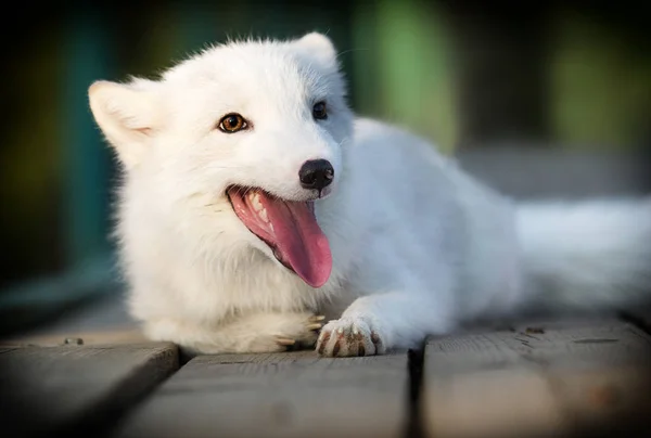 Polar Fox ligt op een houten achtergrond — Stockfoto