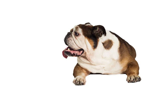 Engels Bulldog hond ligt op een witte achtergrond — Stockfoto