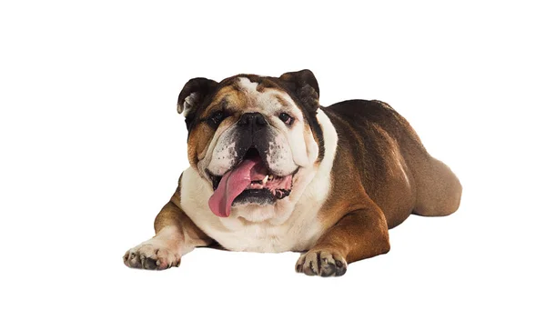 Engels Bulldog hond ligt op een witte achtergrond — Stockfoto