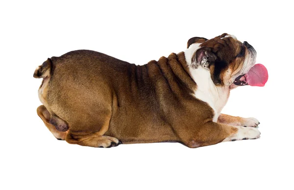 Engels Bulldog hond ligt op een witte achtergrond — Stockfoto