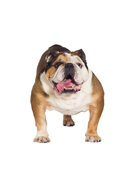Engels Bulldog hond staat op een witte achtergrond — Stockfoto