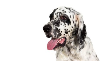 beyaz arka plan üzerinde setter köpek