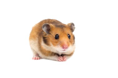 hamster beyaz bir arka plan üzerinde bakar
