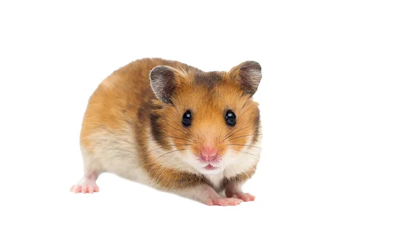 Hamster olha para cima em um fundo branco — Fotografia de Stock