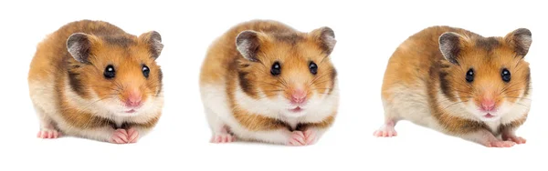 Syrischer hamster auf weißem hintergrund — Stockfoto