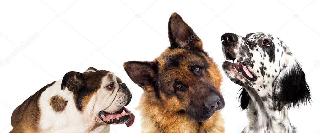 group of animals looks up on a white background