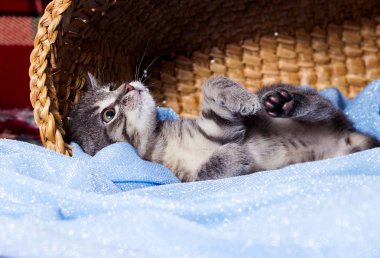 Küçük kedicik sepette oturuyor.