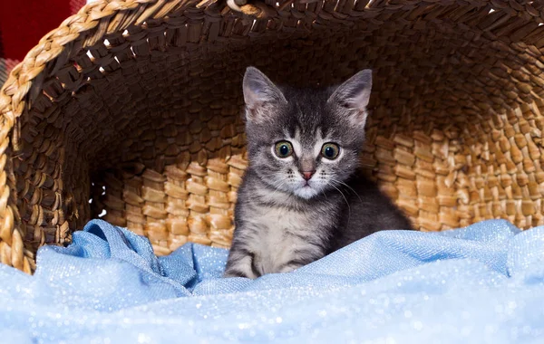 Little kitten sits in a basket — Stock Photo, Image