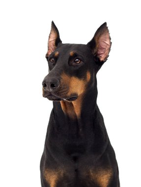 Köpek Doberman cinsi izole bir arka plana bakar.