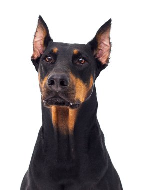 Köpek izole bir arkaplana bakar