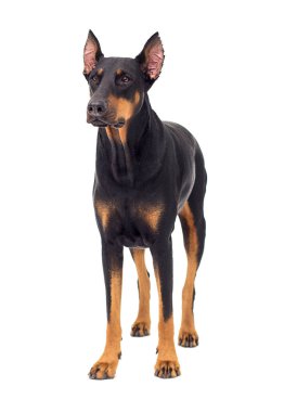 Köpek izole bir arkaplana bakar