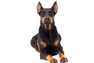 Köpek Doberman cinsi izole bir arka plana bakar.
