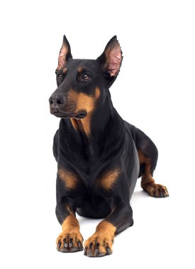 Köpek Doberman cinsi izole bir arka plana bakar.