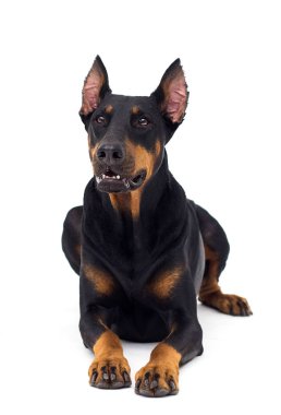Köpek Doberman cinsi izole bir arka plana bakar.