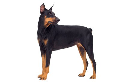 Köpek Doberman cinsi izole bir arka plana bakar.