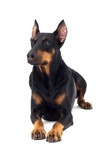 Собака Доберман породы выглядит на изолированном фоне — стоковое фото