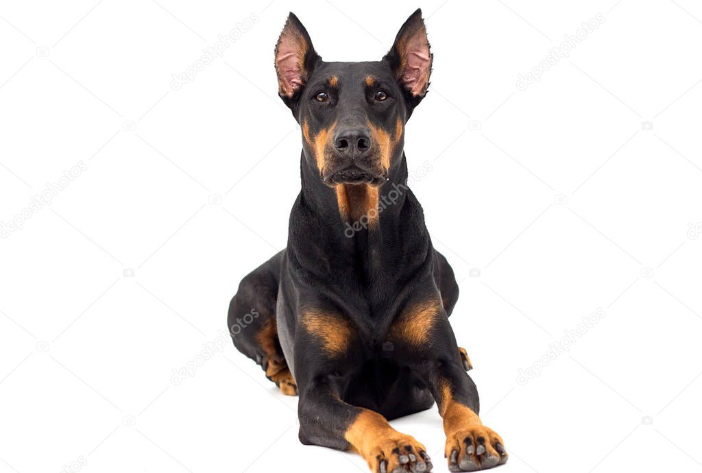 dog Doberman breed looks on an isolated background