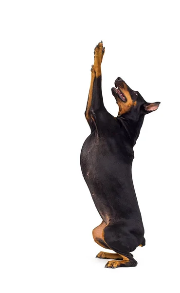 Köpek Doberman cinsi izole bir arka plana bakar. — Stok fotoğraf