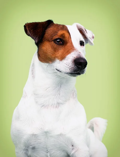 狗品种杰克罗素Terrier外观 — 图库照片