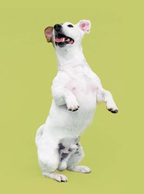 Köpek cinsi Jack Russell Terrier gibi görünüyor.