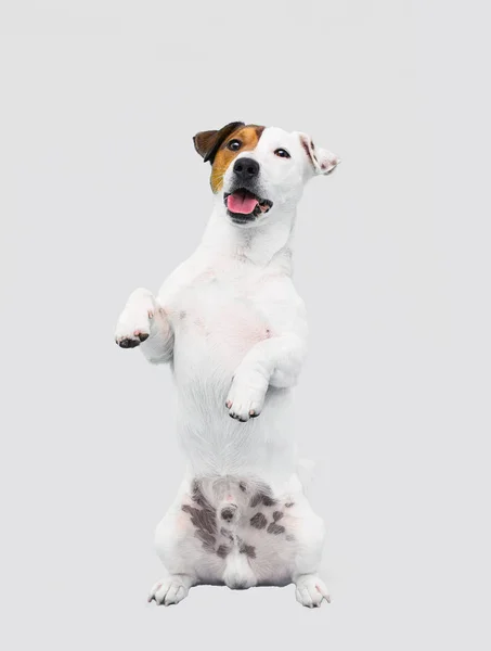 Pies rasy Jack Russell Terrier wygląda — Zdjęcie stockowe