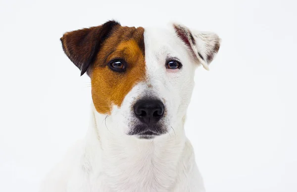 Hunderasse Jack Russell Terrier sieht aus — Stockfoto