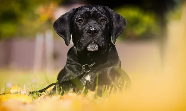 Puppy on the grass in autumn, breed Cane Corso — ストック写真