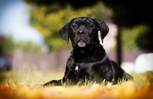 Kiskutya a füvön ősszel, fajta Cane Corso — Stock Fotó